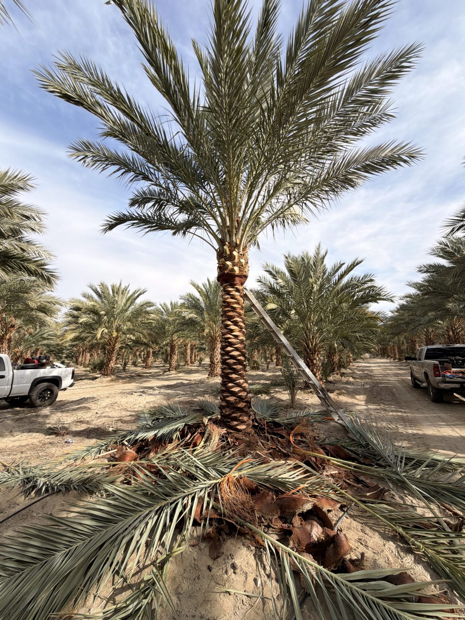 Palm tree being transplanted with trucks nearby.