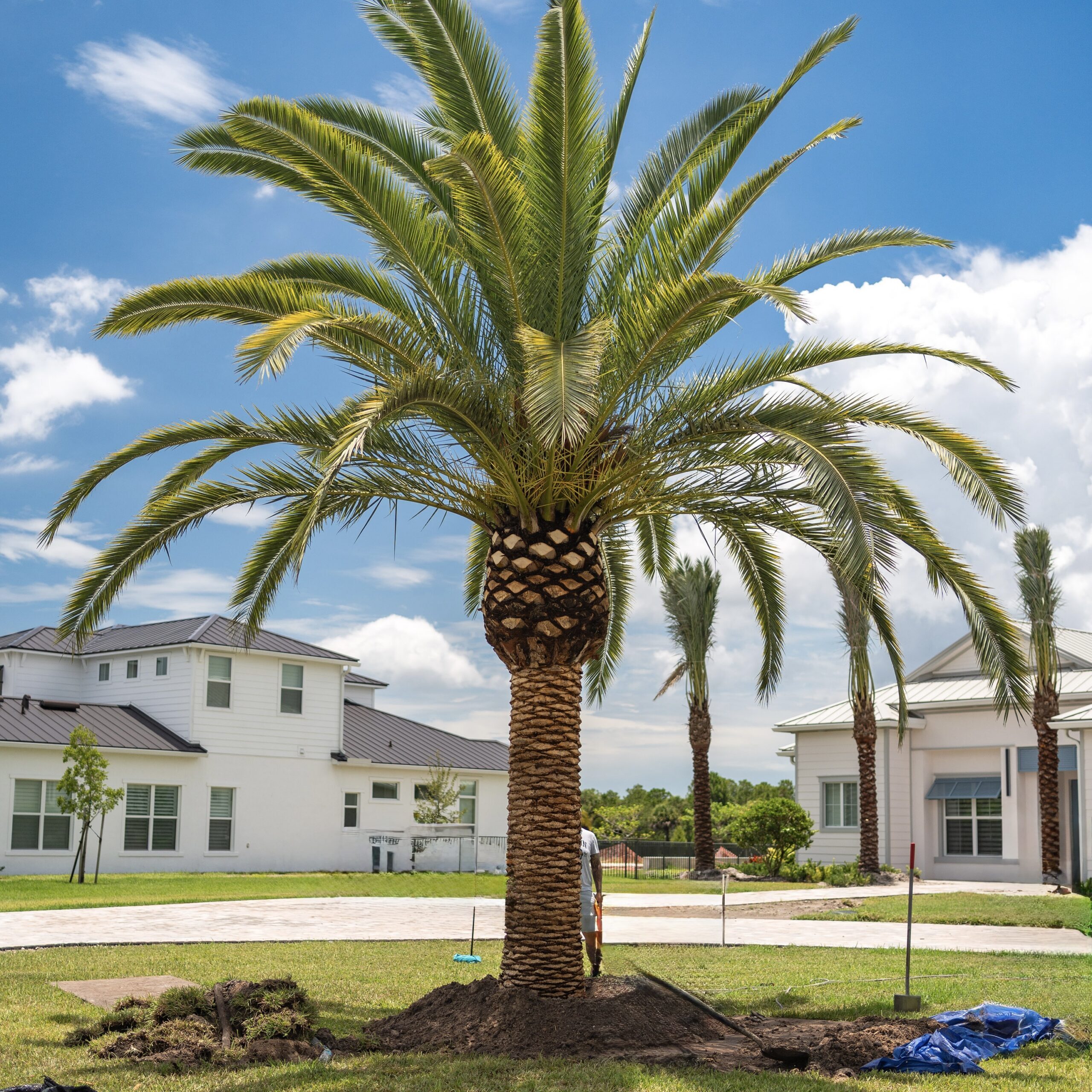 Canary date palm tree